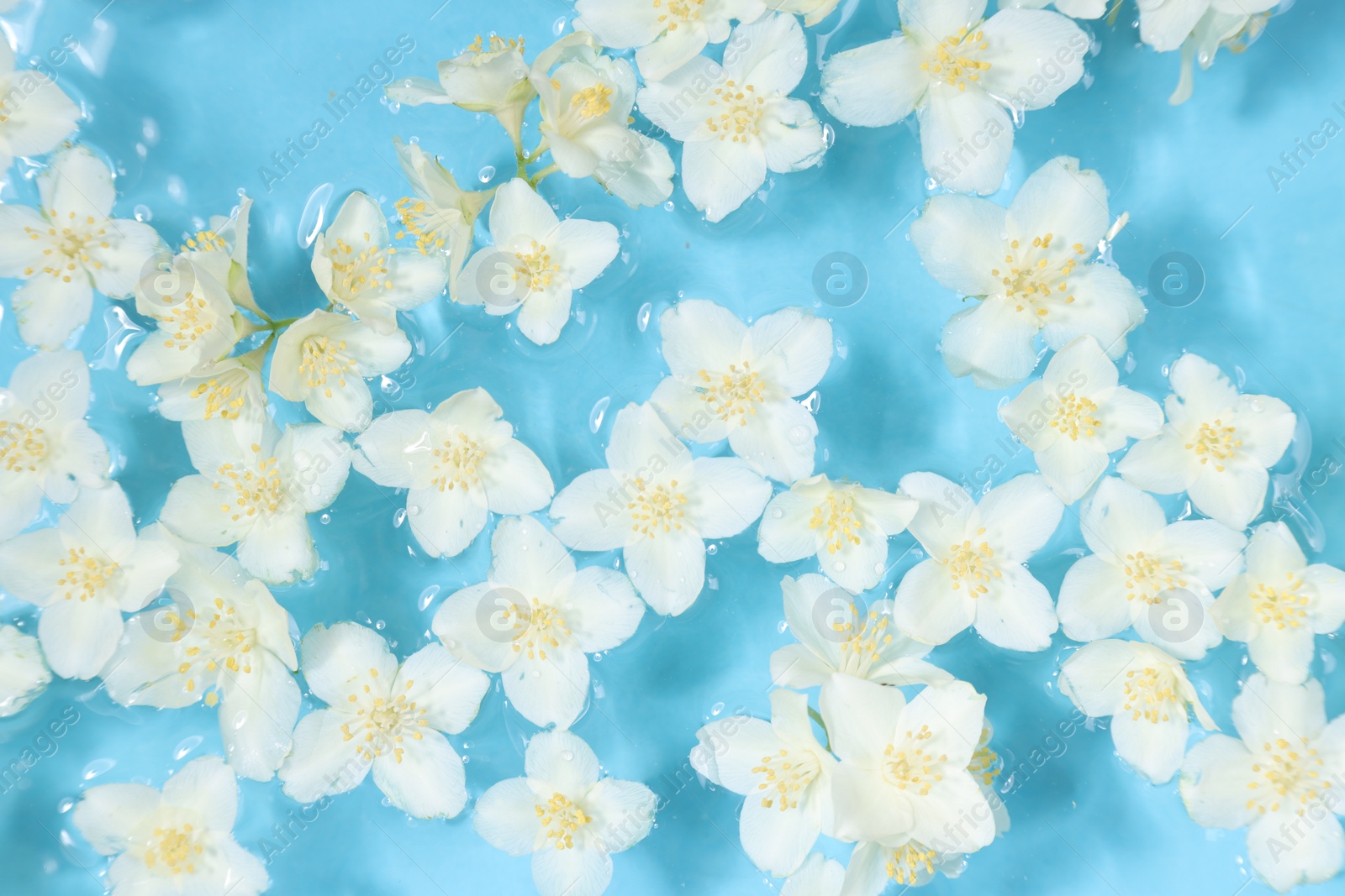 Photo of Beautiful jasmine flowers in water on light blue background, top view