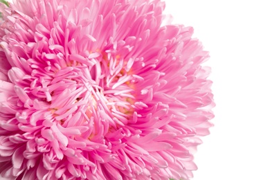 Photo of Beautiful pink aster flower on white background, closeup