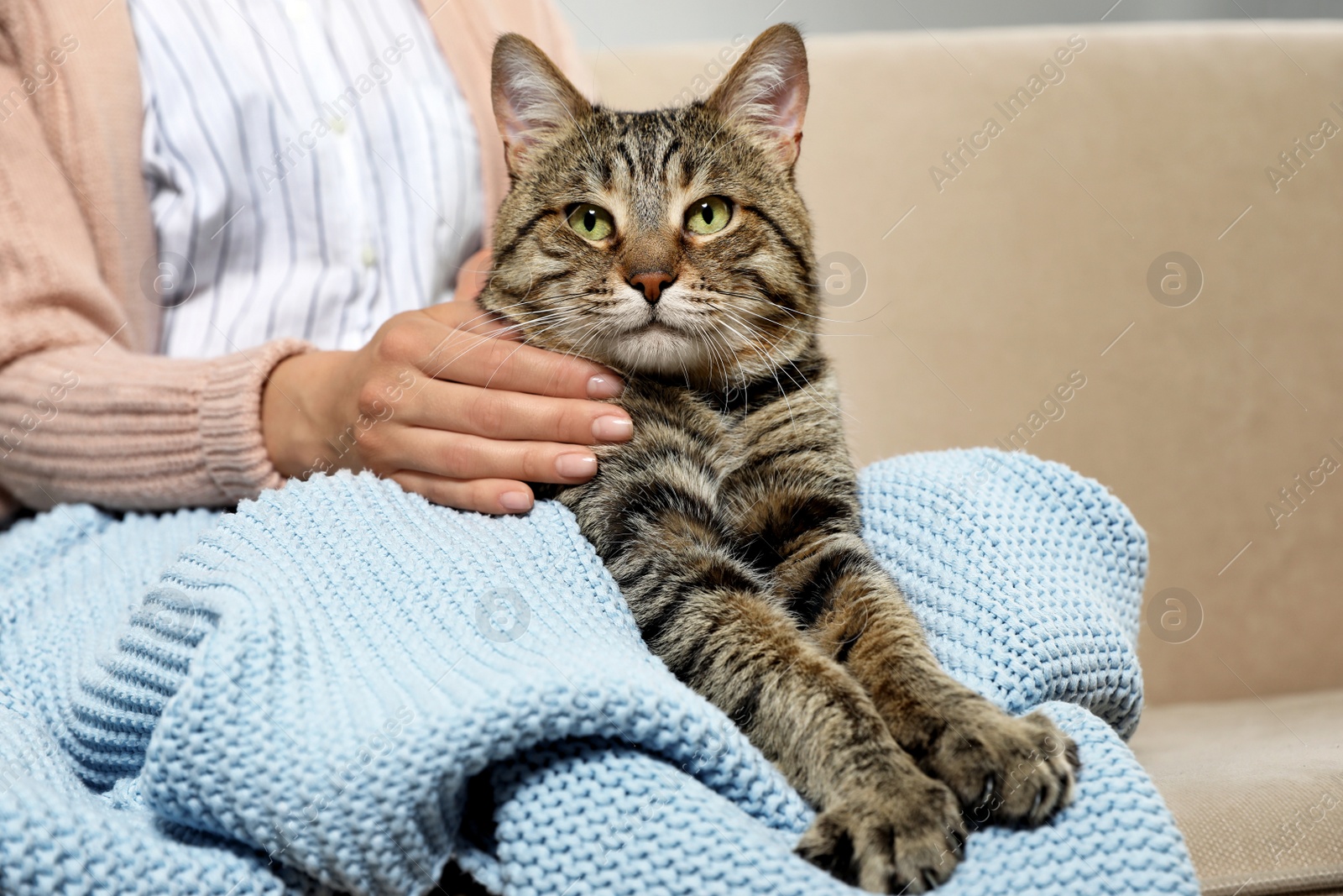 Photo of Cute tabby cat with owner on sofa, closeup. Friendly pet