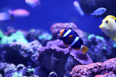 Photo of Beautiful clown fish in clear aquarium water