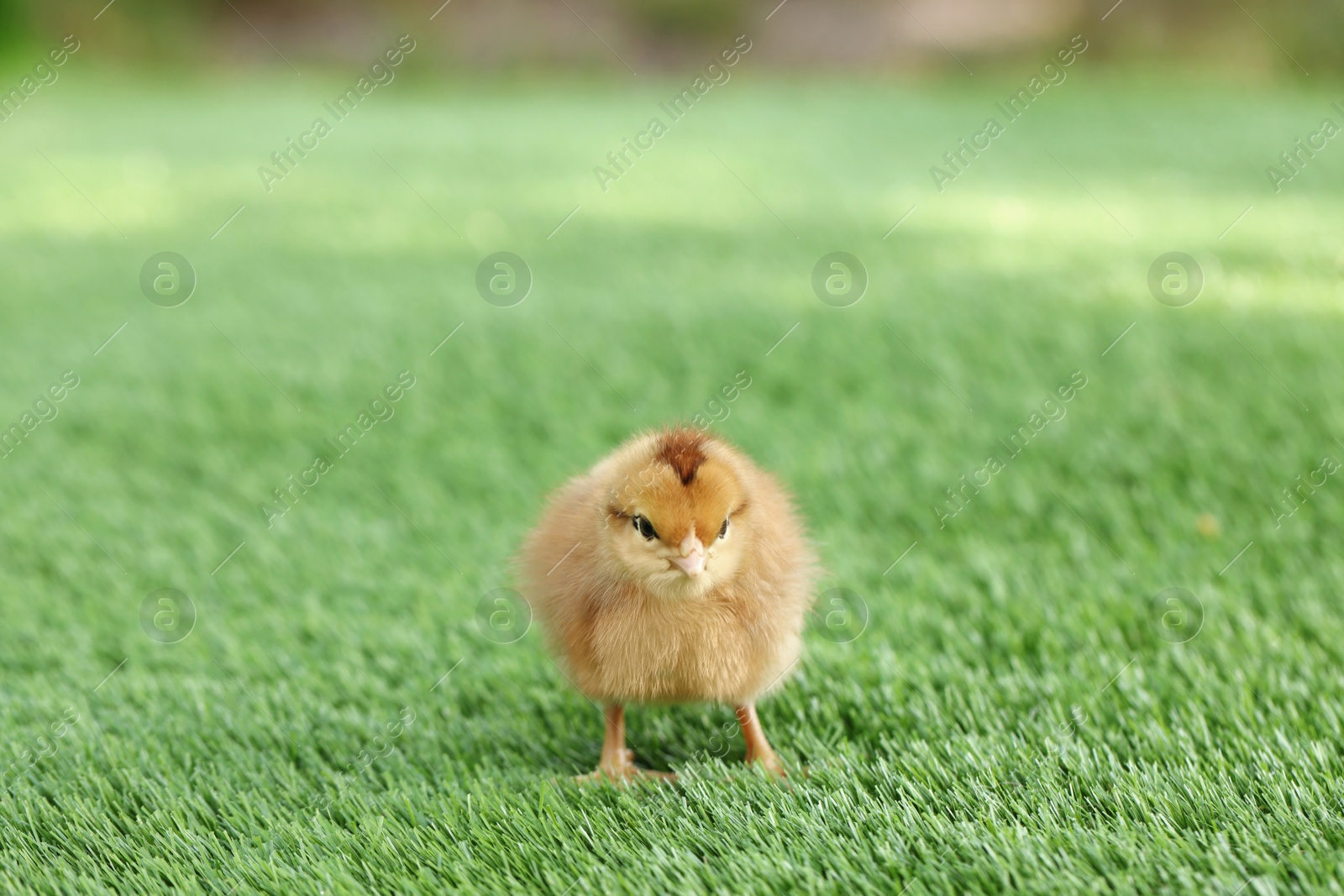 Photo of Cute chick on green artificial grass outdoors, closeup. Baby animal