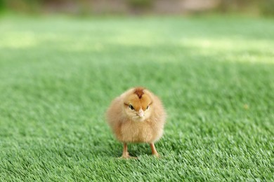 Cute chick on green artificial grass outdoors, closeup. Baby animal