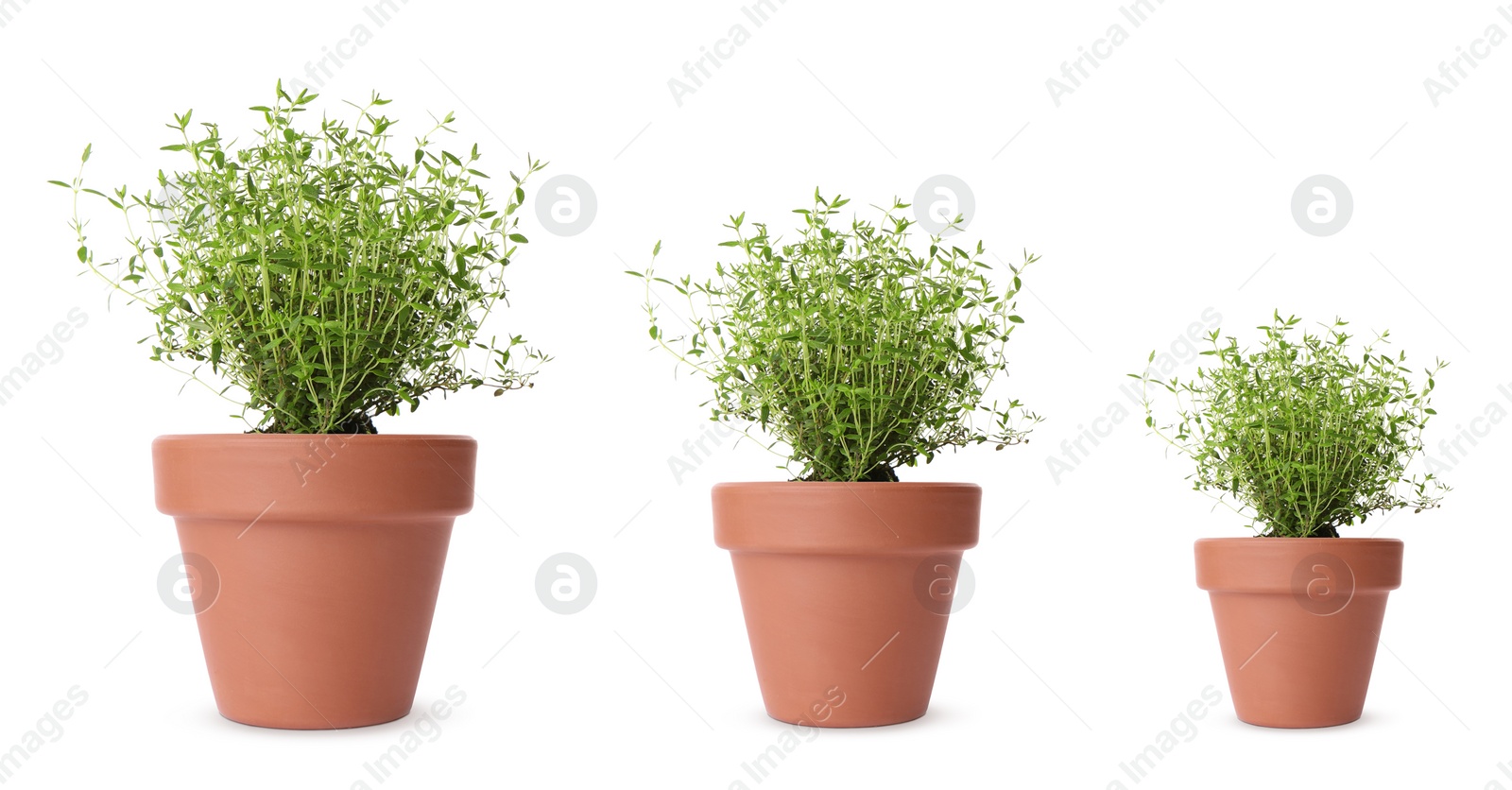 Image of Thyme growing in pots isolated on white, different sizes