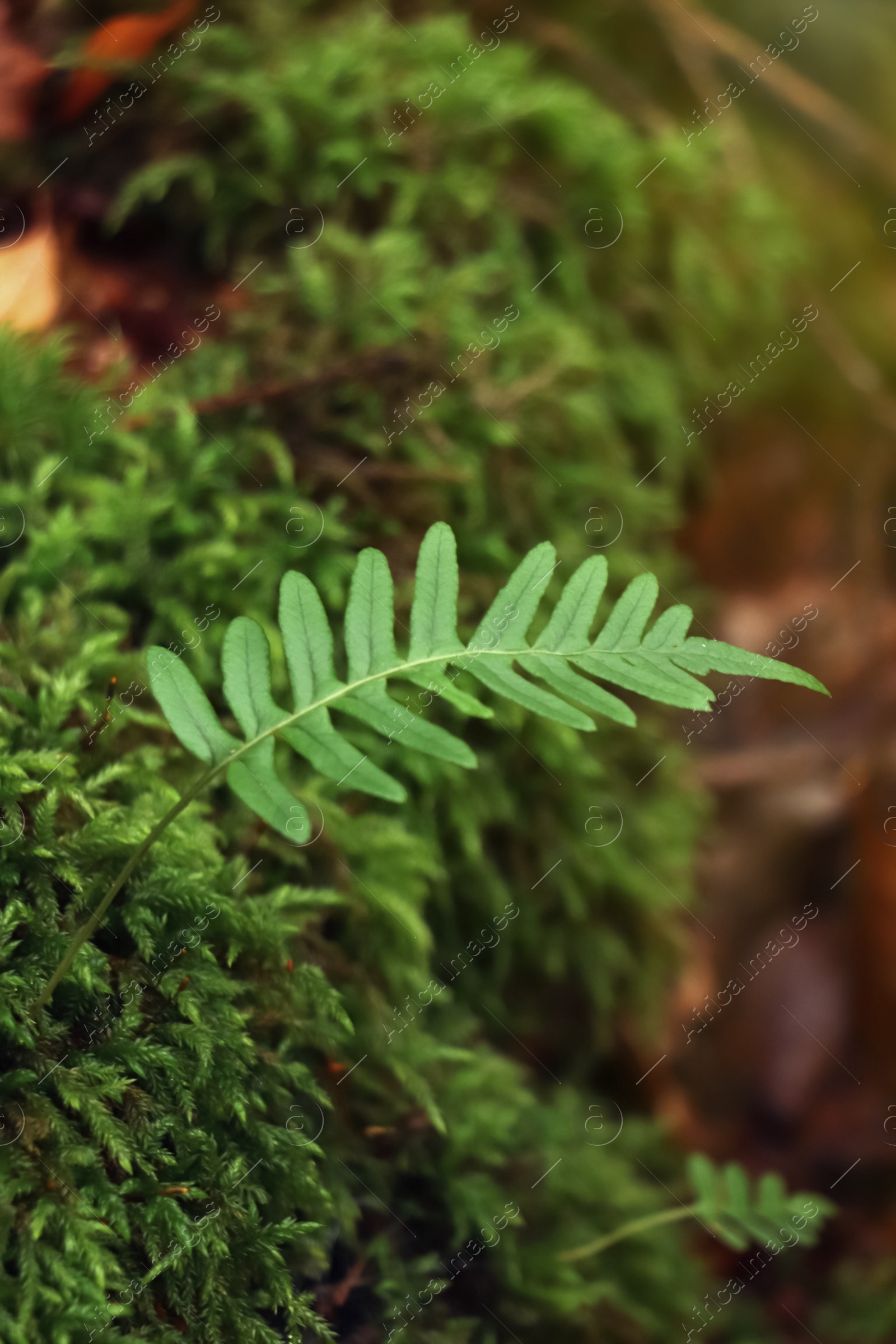 Photo of Fresh green fern plant in dark forest