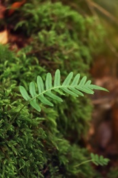 Fresh green fern plant in dark forest