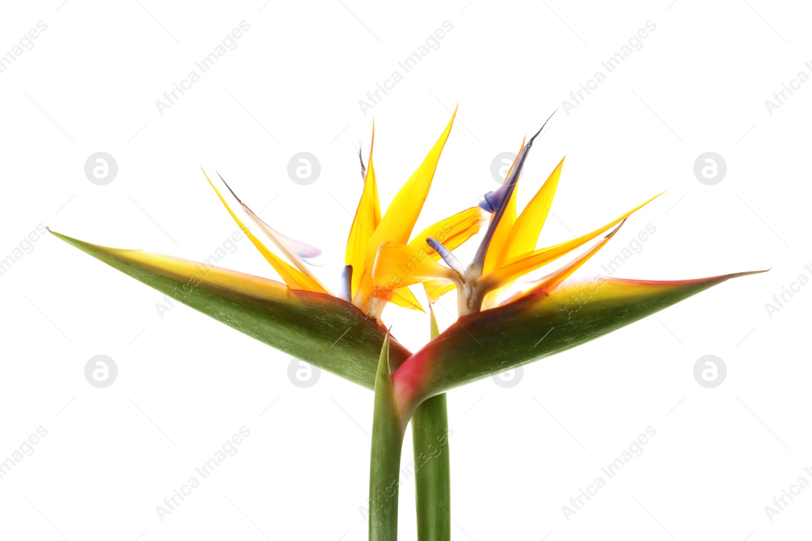 Photo of Beautiful bird of paradise flowers on white background. Tropical plant