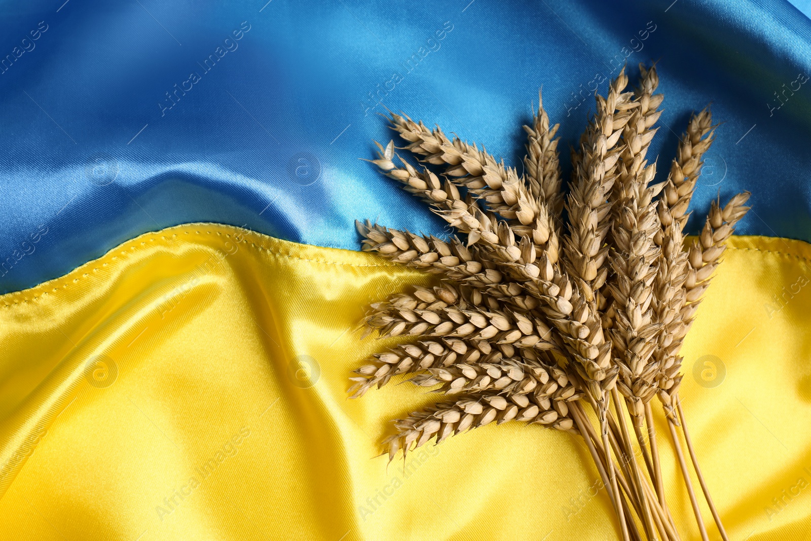 Photo of Ears of wheat on Ukrainian national flag, flat lay. Space for text