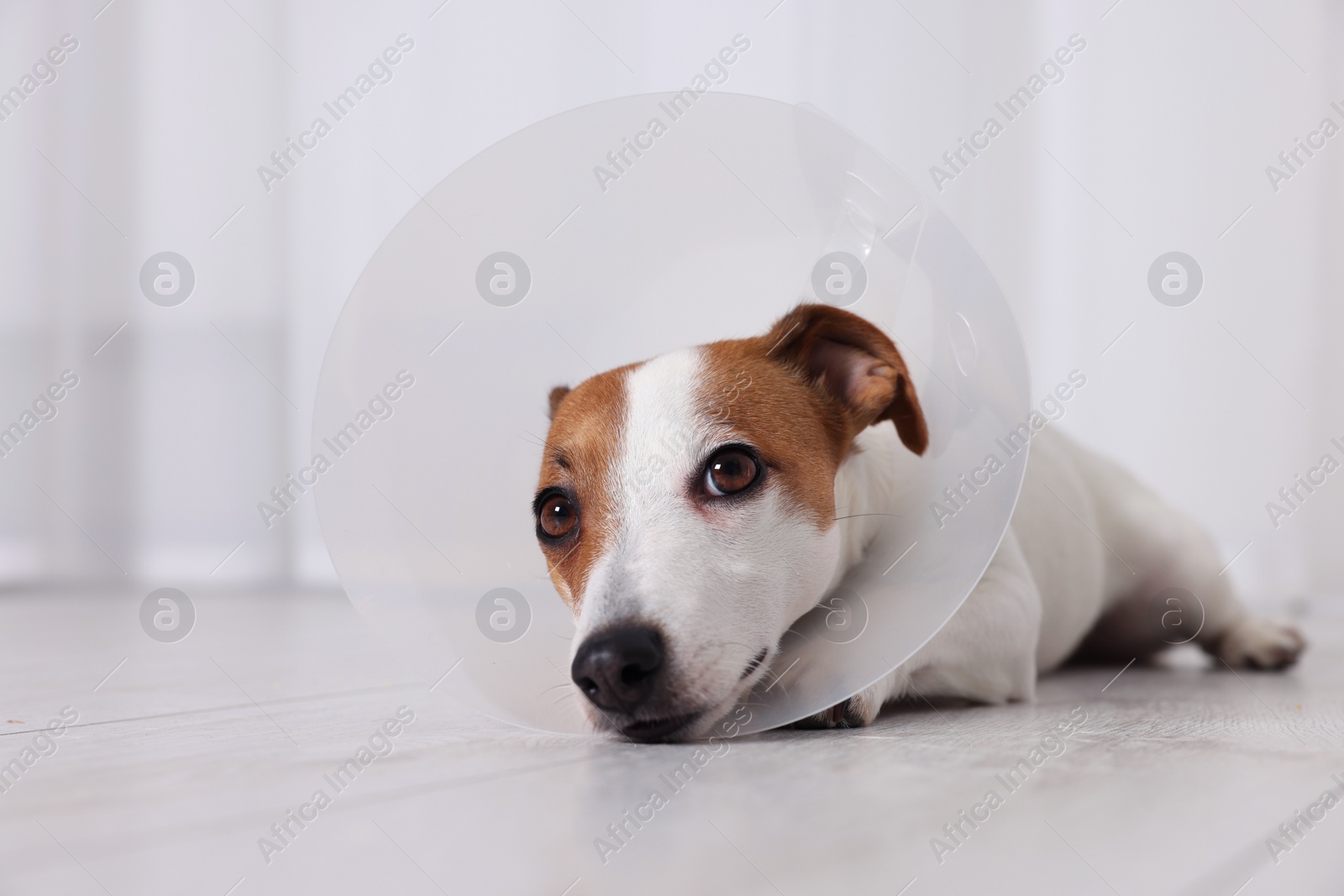 Photo of Cute Jack Russell Terrier dog wearing medical plastic collar on floor indoors
