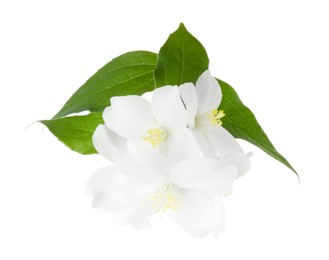 Photo of Branch of jasmine flowers and leaves isolated on white