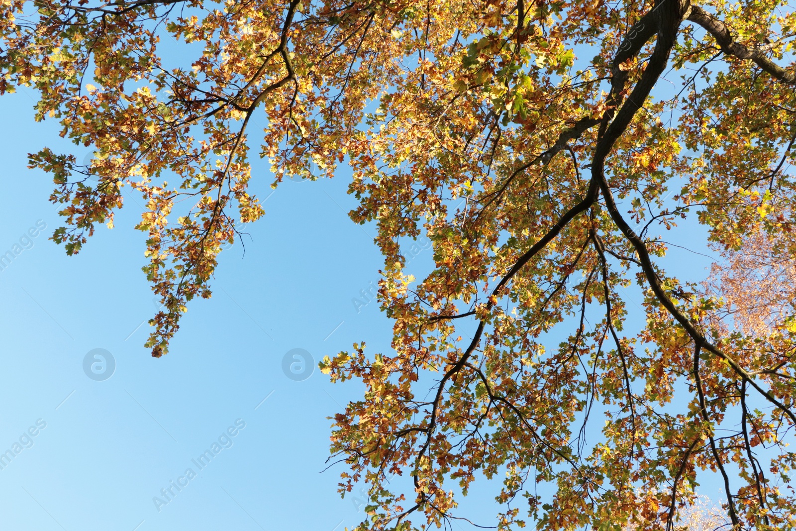 Photo of Beautiful trees with bright leaves against sky on autumn day, low angle view