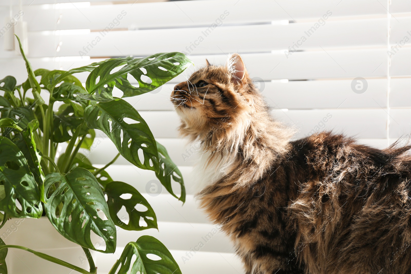 Photo of Adorable cat and houseplant near window at home