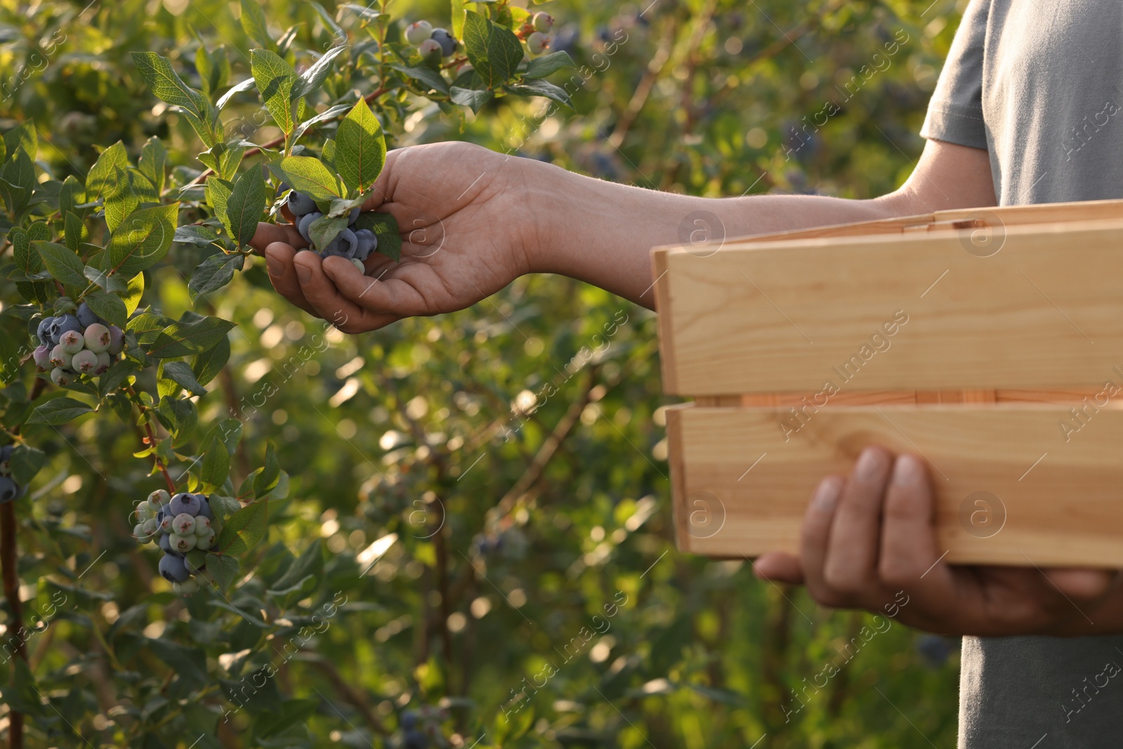 Photo of Man with box picking up wild blueberries outdoors, closeup. Seasonal berries