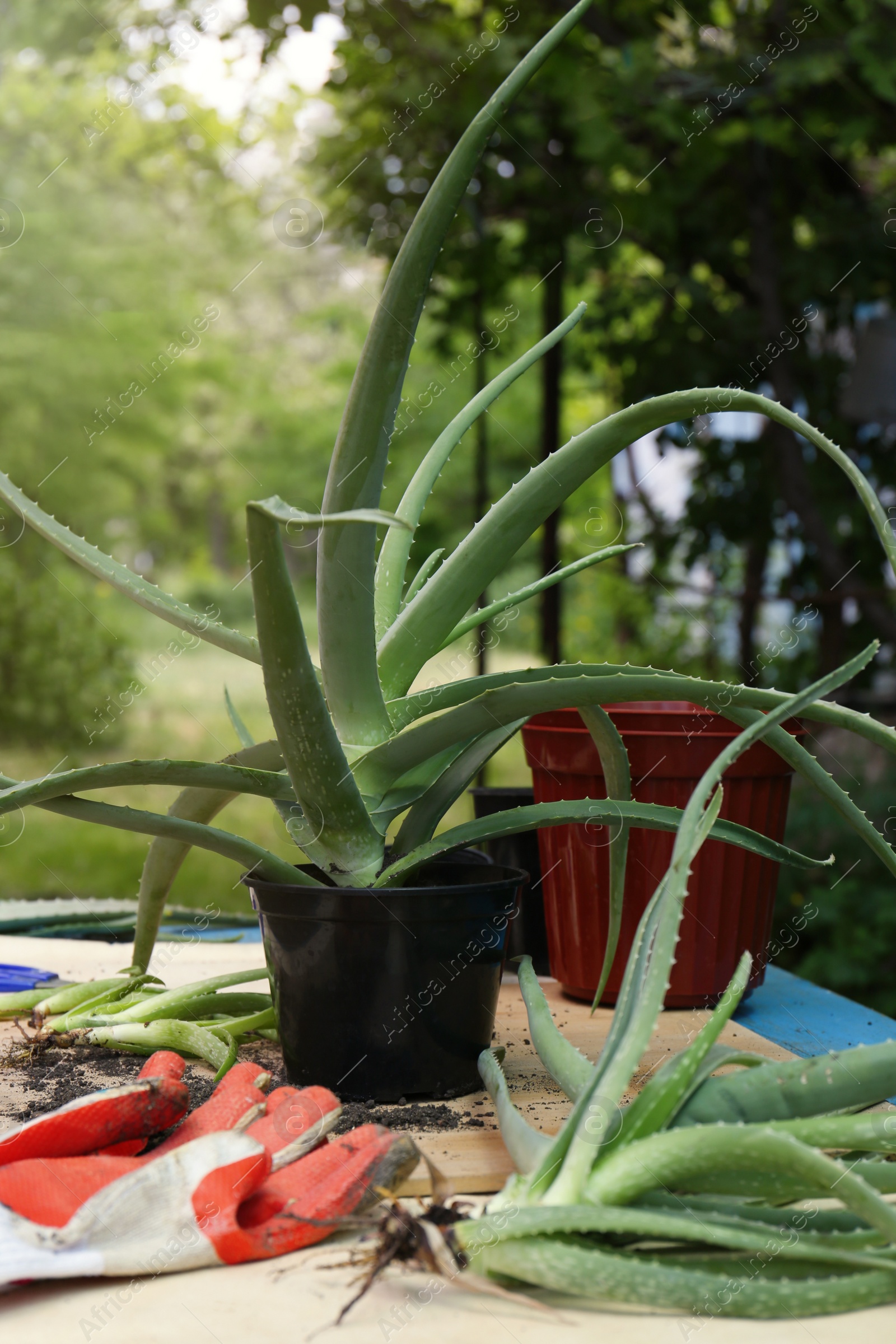 Photo of Flowerpots, aloe vera plants and gardening gloves on table in garden