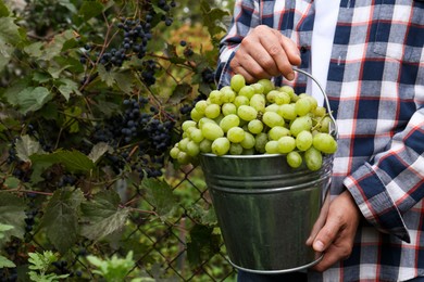 Photo of Farmer holding bucket with ripe grapes in vineyard, closeup. Space for text
