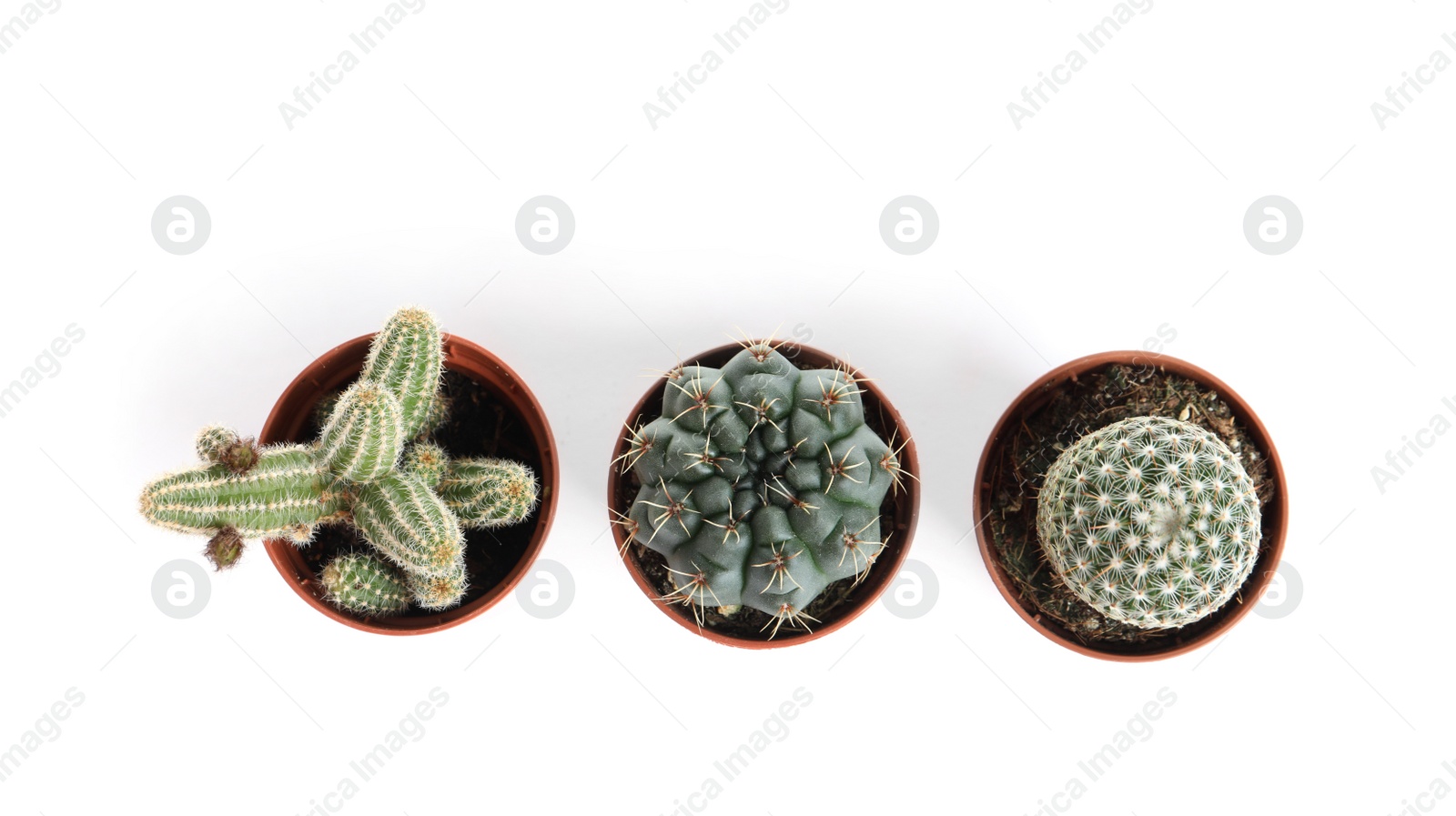 Photo of Different succulent plants in pots isolated on white, top view. Home decor