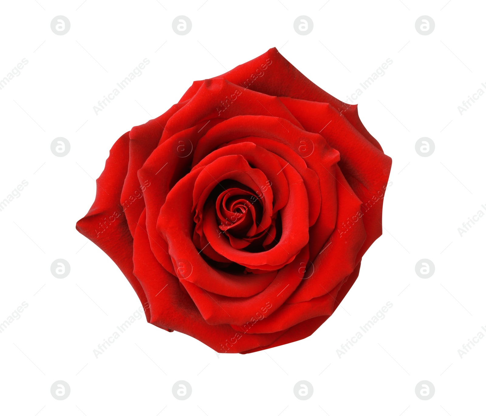 Photo of Beautiful fresh red rose isolated on white