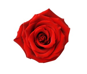 Beautiful fresh red rose isolated on white