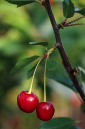 Photo of Closeup view of cherry tree with ripe red berries outdoors on sunny day