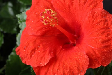 Photo of Beautiful red hibiscus flower with water drops and green leaves, macro view