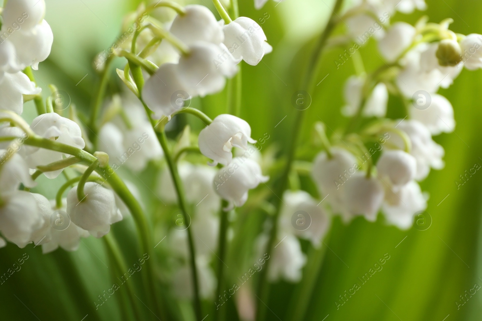 Photo of Beautiful fragrant lily of the valley, closeup