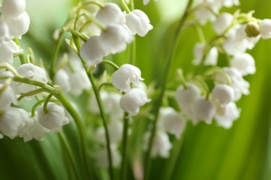 Beautiful fragrant lily of the valley, closeup