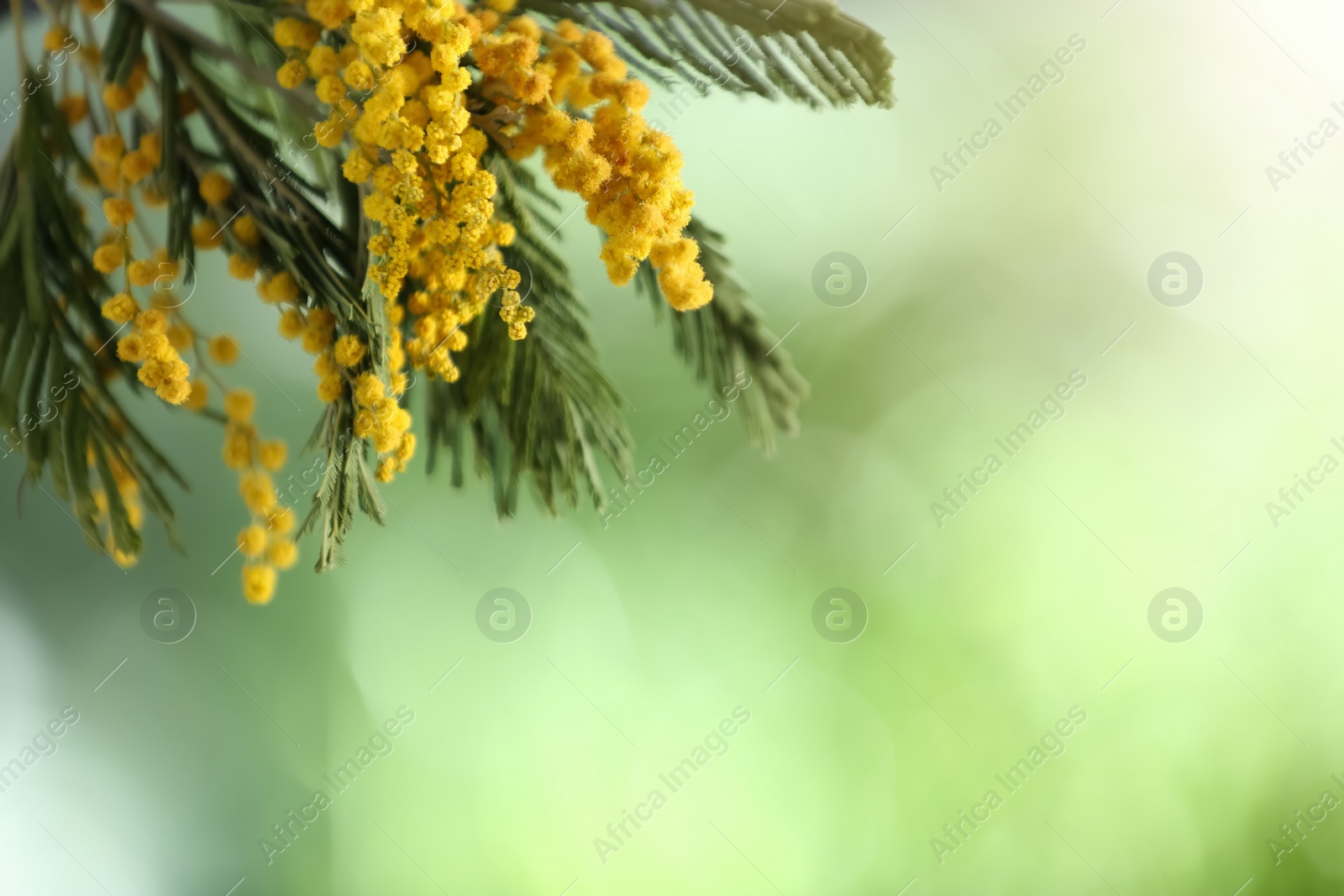 Photo of Beautiful bright mimosa flowers on blurred background, closeup. Space for text