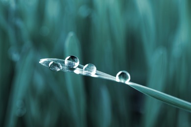 Water drops on grass blade against blurred background, closeup. Blue tone