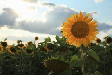 Beautiful blooming sunflower in field on summer day