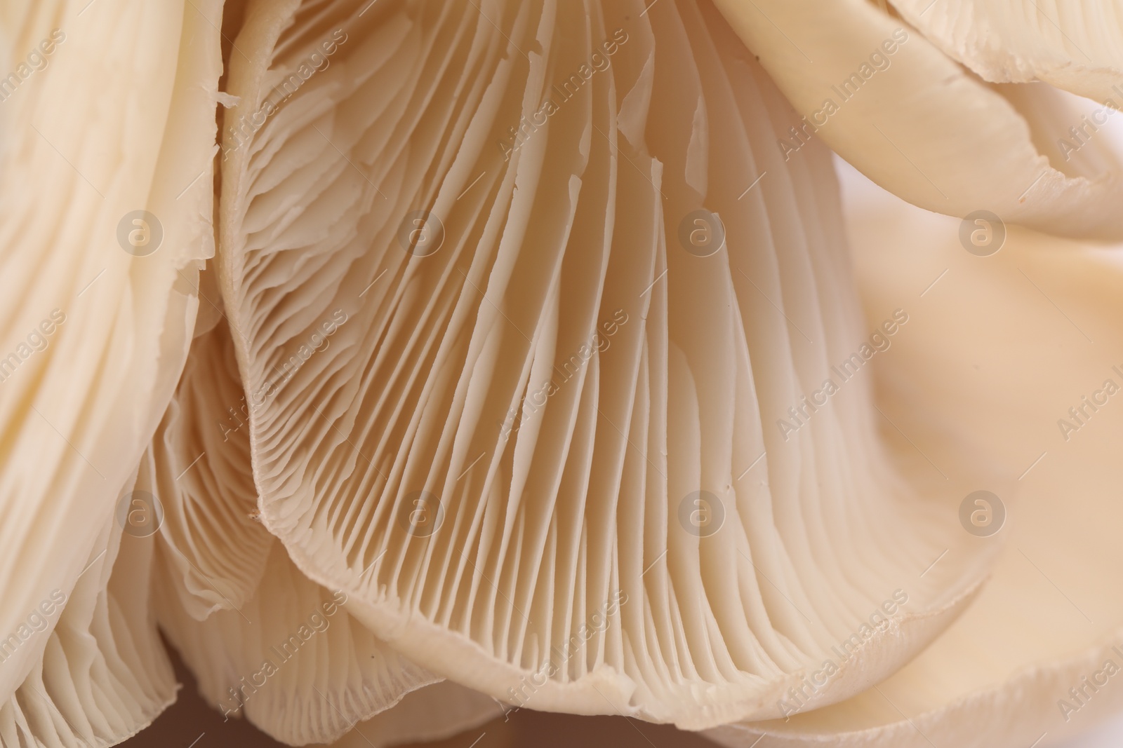Photo of Macro view of fresh oyster mushrooms as background