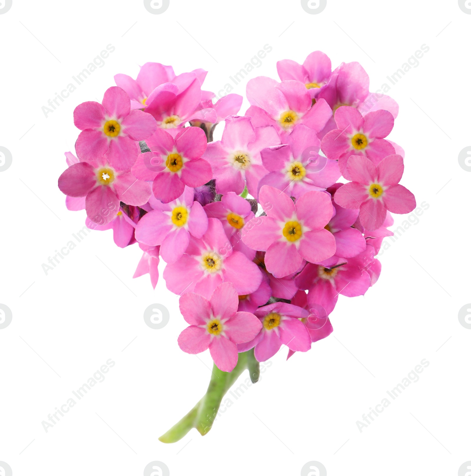 Image of Delicate pink forget me not flowers on white background