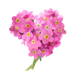 Image of Delicate pink forget me not flowers on white background