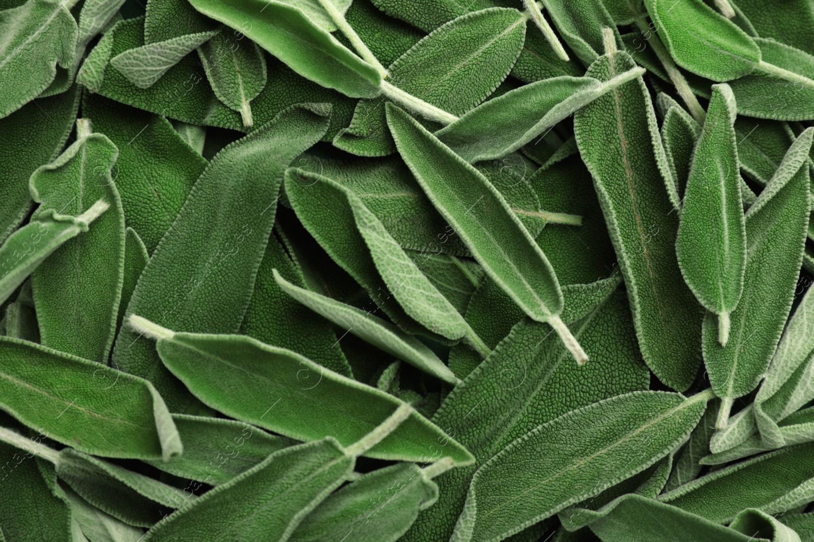 Photo of Fresh green sage leaves as background, top view