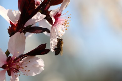 Photo of Honey bee collecting pollen from cherry blossom outdoors, closeup with space for text. Springtime