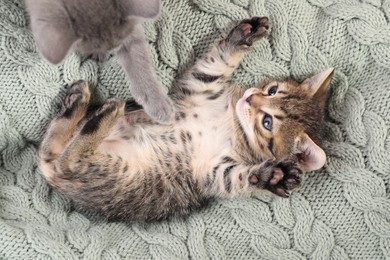 Photo of Cute fluffy kittens on blanket, top view. Baby animals