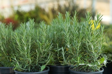 Photo of Many potted rosemary plants on blurred background, closeup