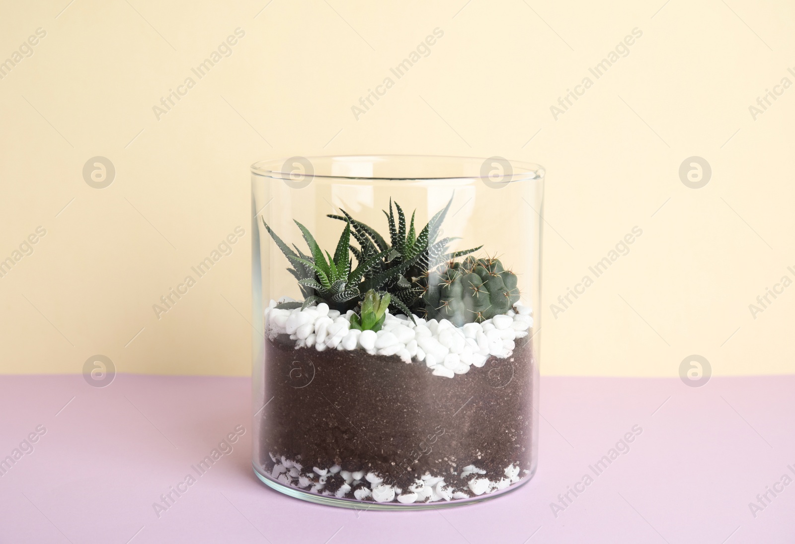 Photo of Glass florarium with different succulents on color background