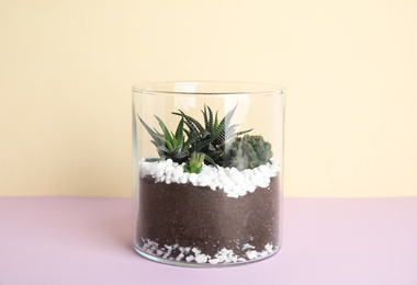 Glass florarium with different succulents on color background