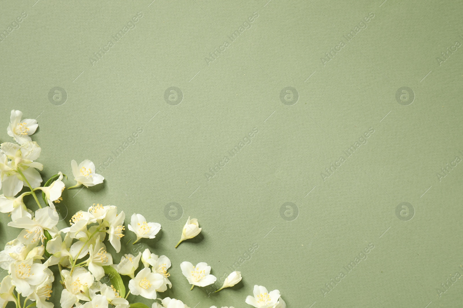 Photo of Beautiful jasmine flowers on pale green background, flat lay. Space for text