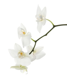 Branch with beautiful orchid flowers on white background. Tropical plant