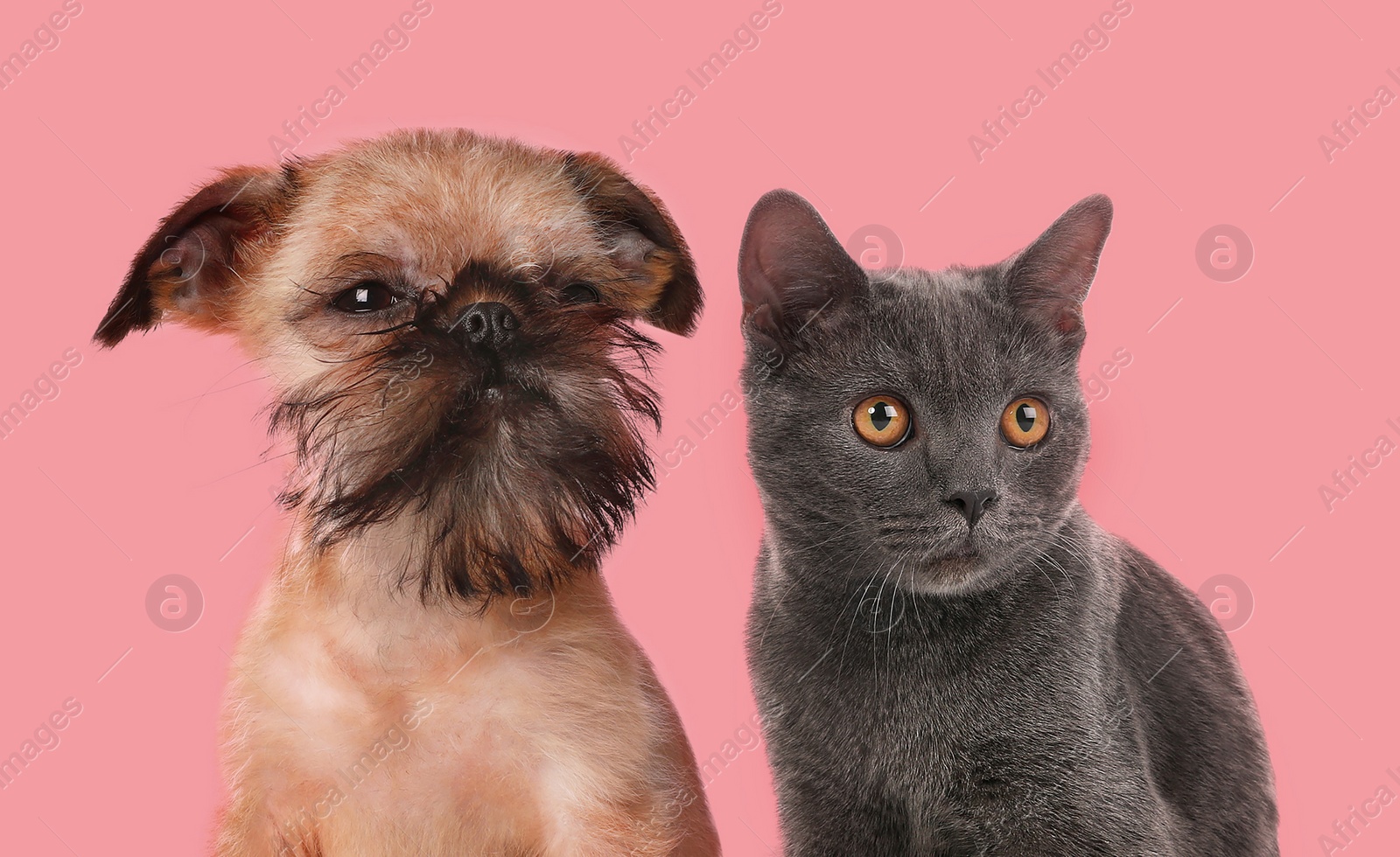 Image of Cute dog and cat on pink background. Lovely pets