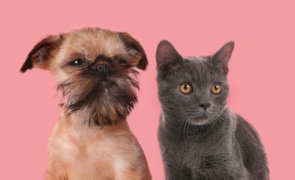 Image of Cute dog and cat on pink background. Lovely pets