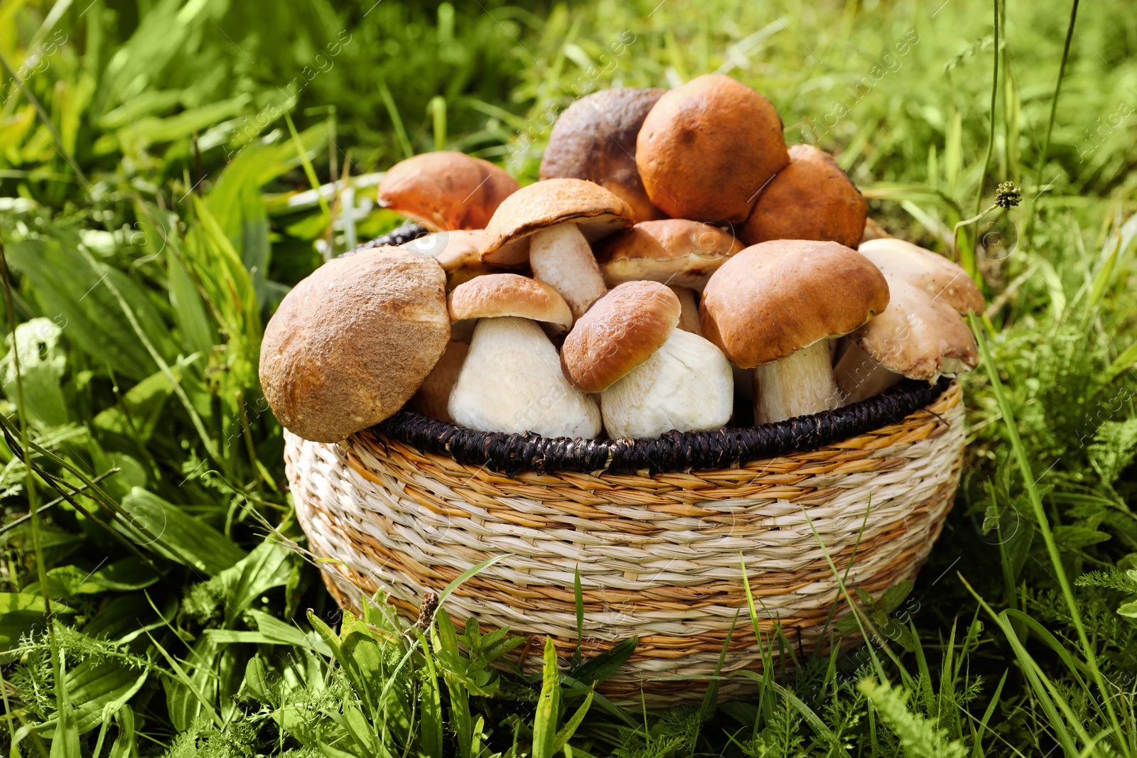 Photo of Wicker basket with fresh wild mushrooms outdoors