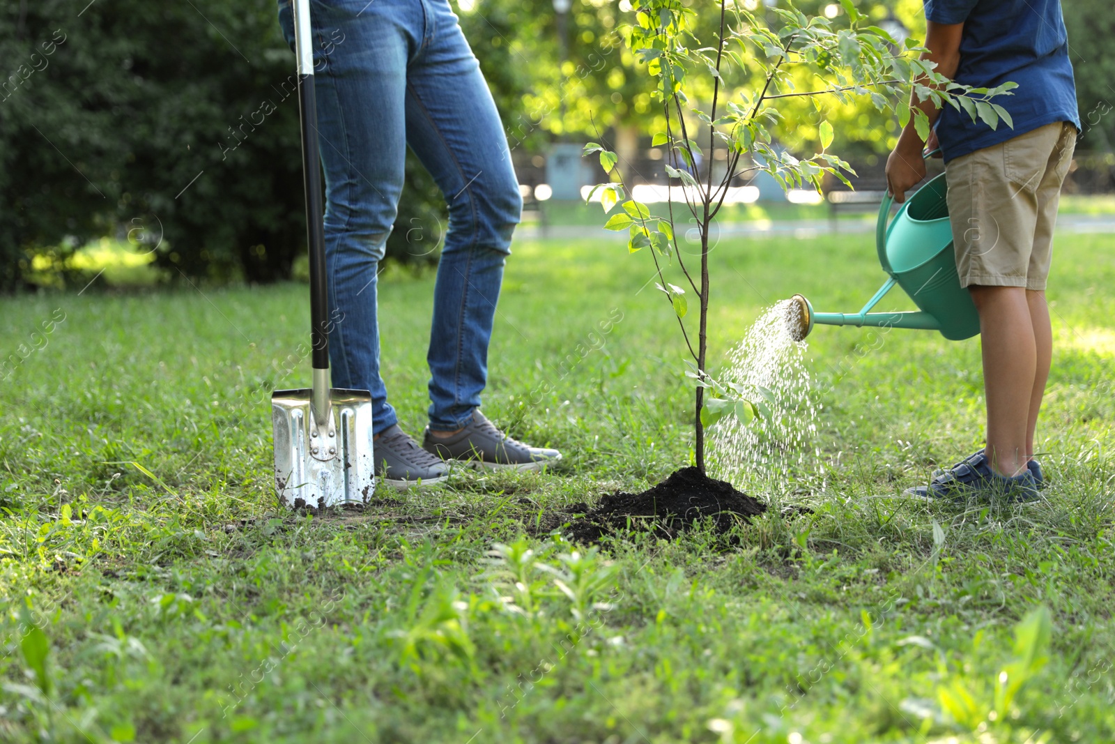 Photo of Dad and son watering tree in park on sunny day, closeup