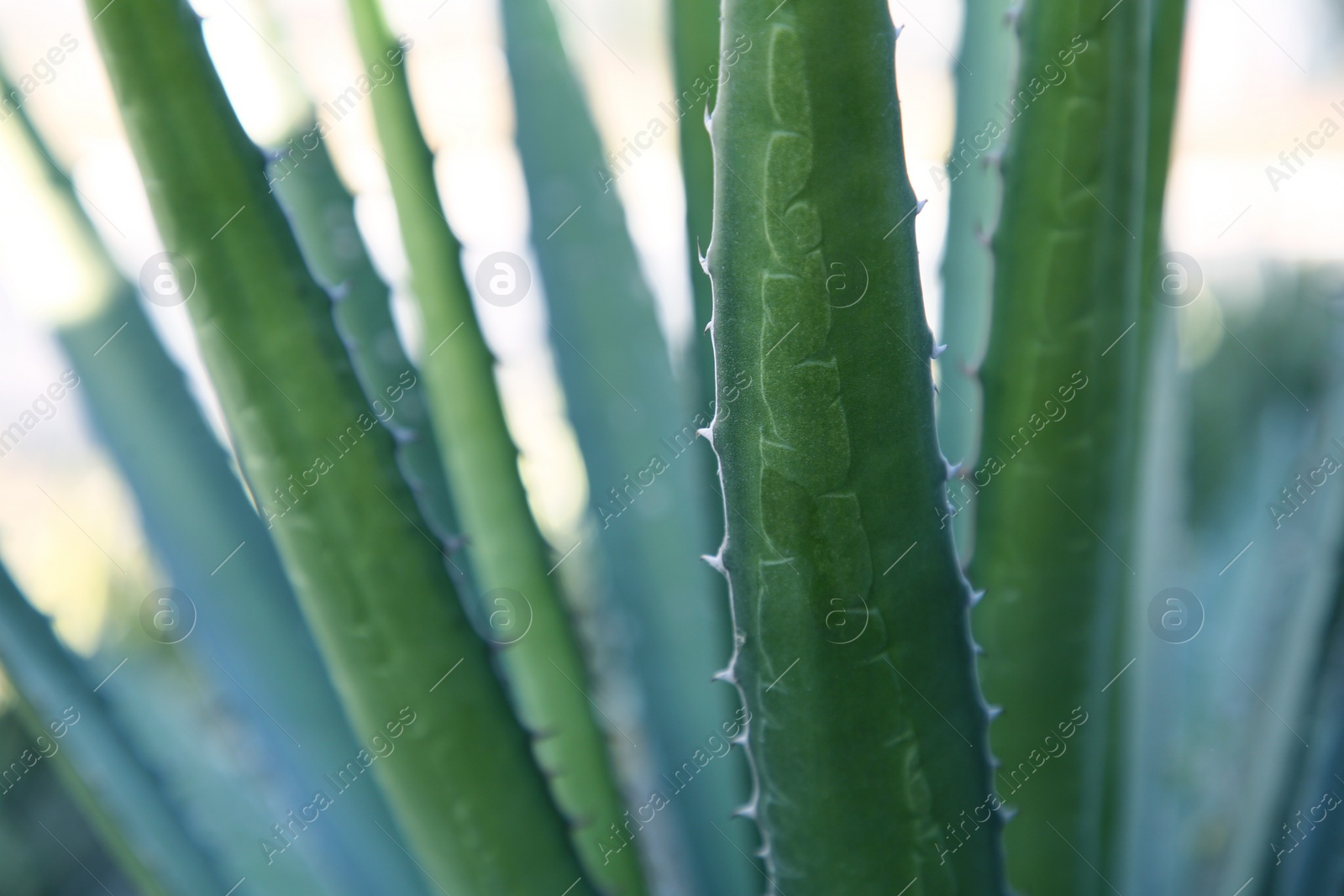 Photo of Closeup view of beautiful Agave leaves. Exotic plant