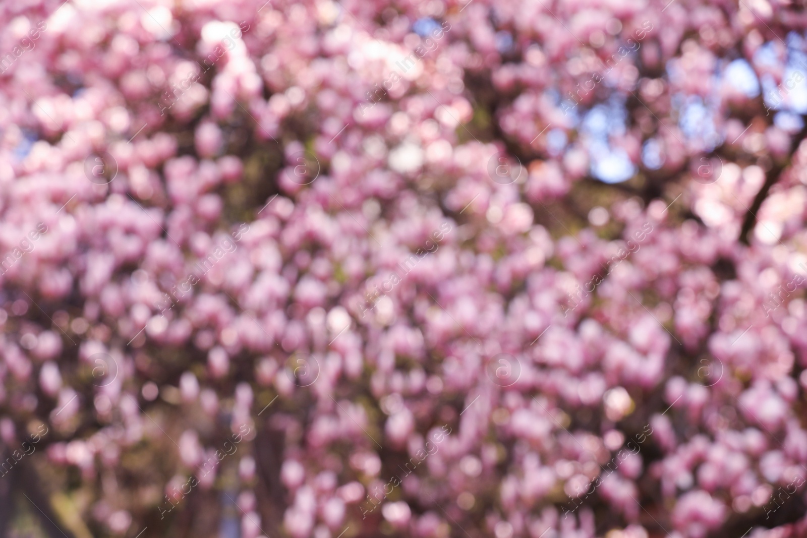 Photo of Blurred view of beautiful tree with pink blossom outdoors. Bokeh effect