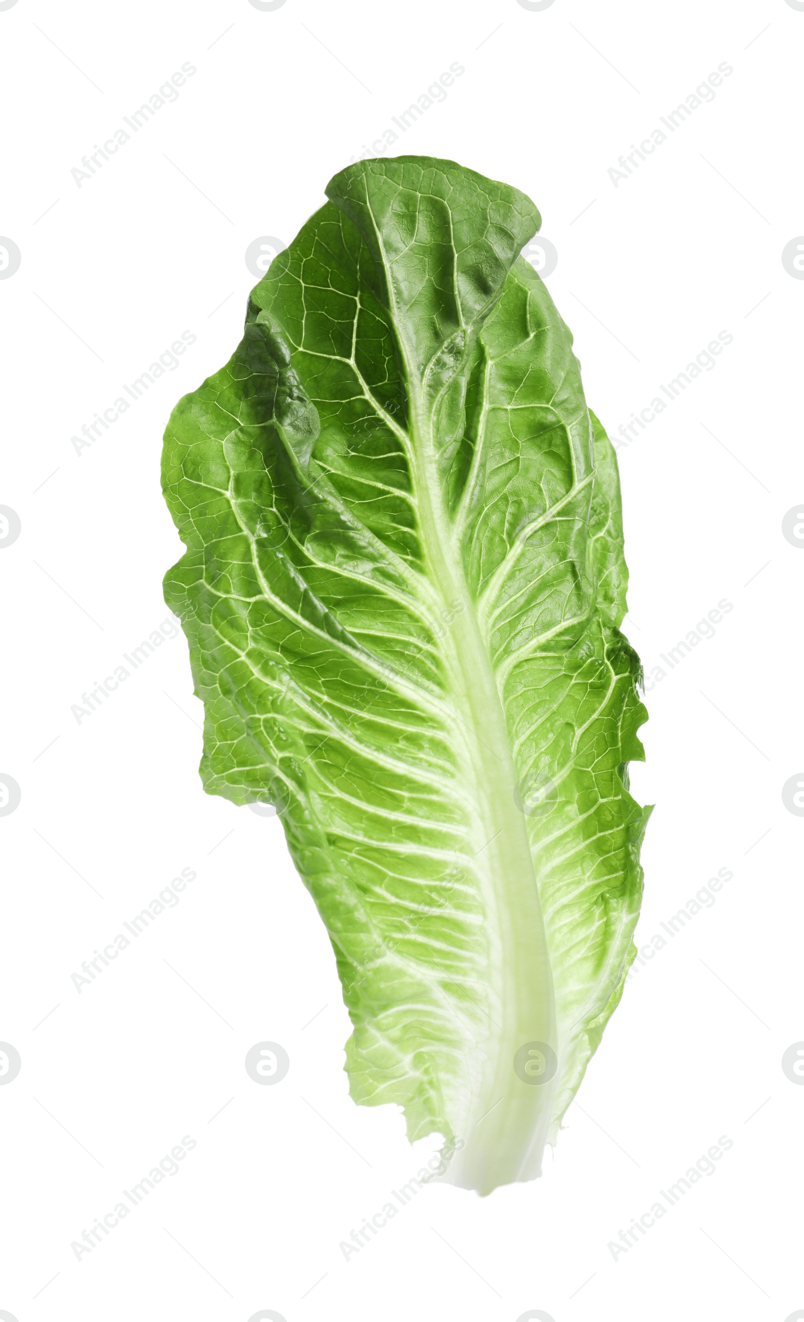 Photo of Fresh leaf of green romaine lettuce isolated on white