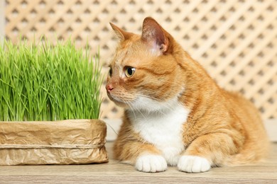 Photo of Cute ginger cat near potted green grass on wooden table