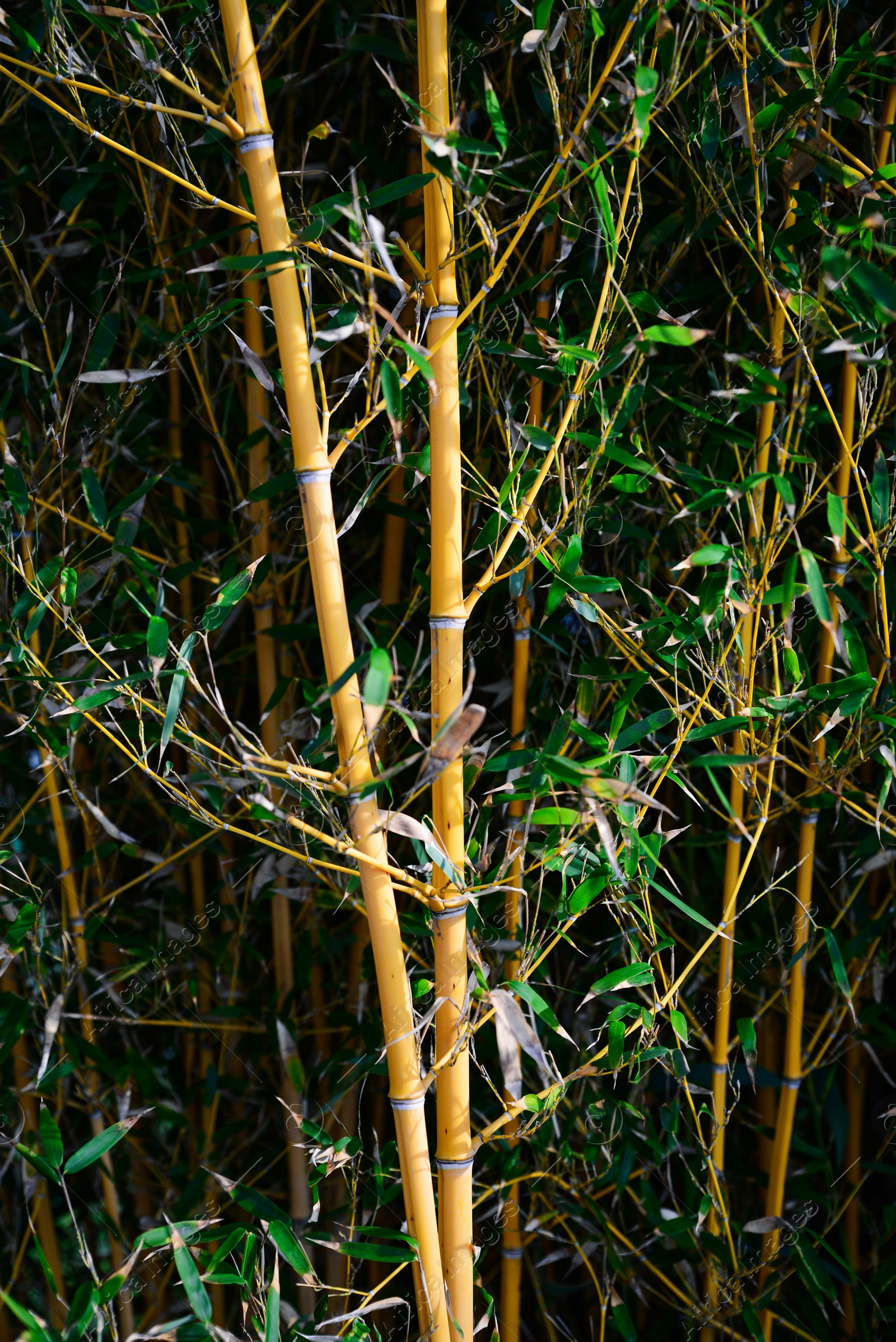 Photo of Beautiful bamboo plants with lush green leaves growing outdoors