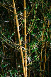 Beautiful bamboo plants with lush green leaves growing outdoors