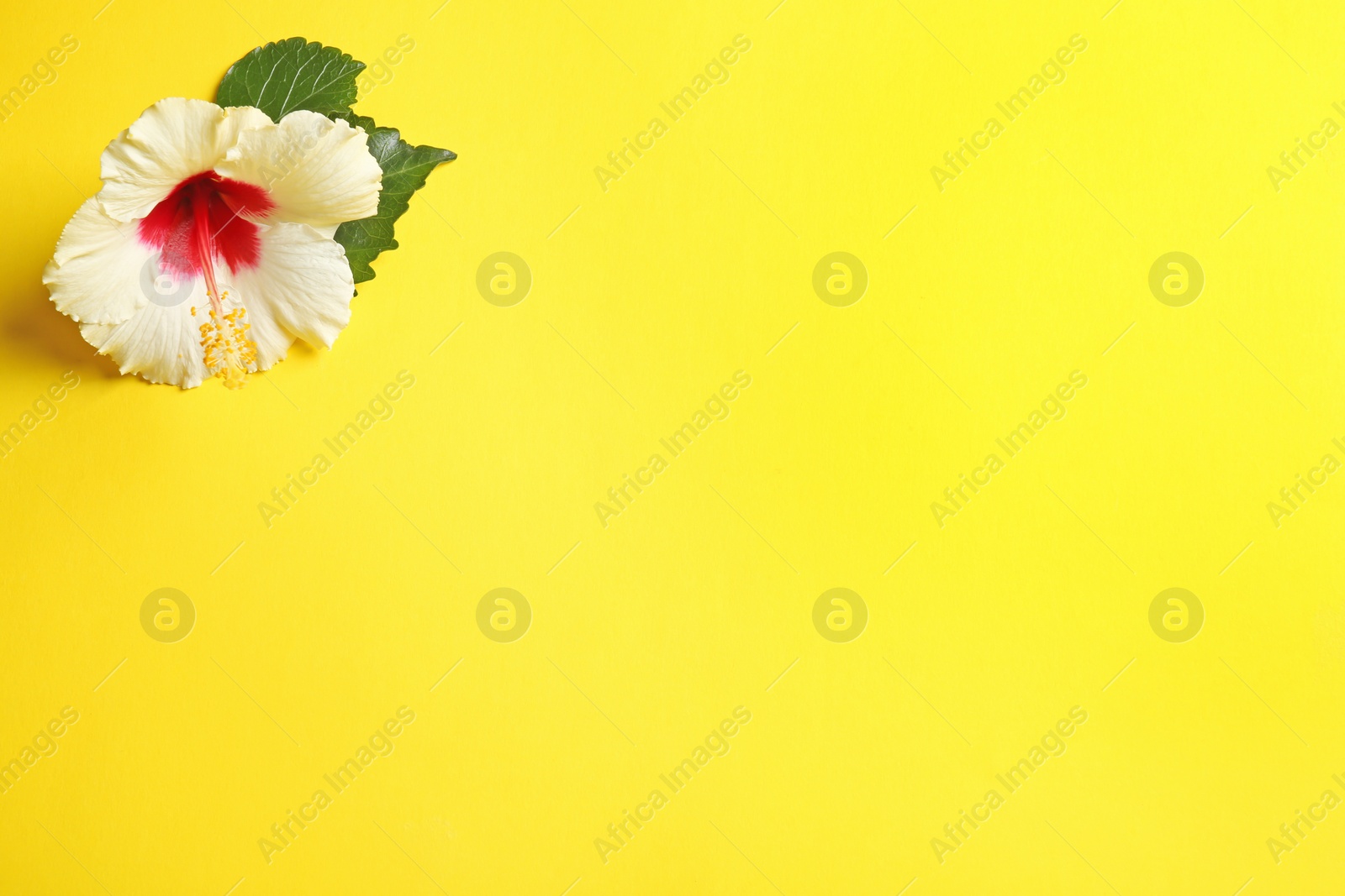 Photo of Beautiful tropical Hibiscus flower on color background with space for design, top view